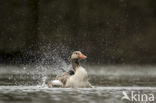 Grauwe Gans (Anser anser)