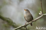 Wren (Troglodytes troglodytes)