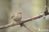 Wren (Troglodytes troglodytes)