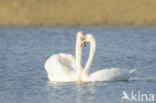 Knobbelzwaan (Cygnus olor)