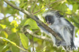 Zanzibar franjeaap (Procolobus kirkii)