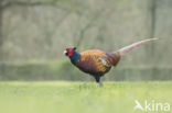 Ring-necked Pheasant (Phasianus colchicus)