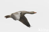 Grey Lag-Goose (Anser anser)