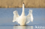 Knobbelzwaan (Cygnus olor)