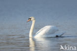 Knobbelzwaan (Cygnus olor)