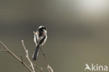 Long-tailed Tit (Aegithalos caudatus)
