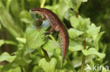 Vinpootsalamander (Lissotriton helveticus)