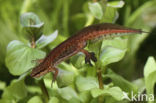 Vinpootsalamander (Lissotriton helveticus)