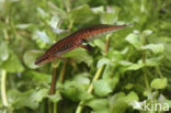 Palmate Newt (Lissotriton helveticus)