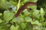 Vinpootsalamander (Lissotriton helveticus)