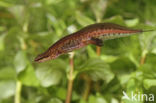 Vinpootsalamander (Lissotriton helveticus)