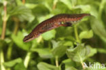 Vinpootsalamander (Lissotriton helveticus)