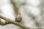 Wren (Troglodytes troglodytes)