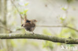 Wren (Troglodytes troglodytes)