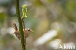 Winterkoning (Troglodytes troglodytes)