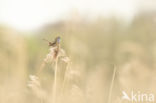 White-spotted Bluethroat (Luscinia svecica cyanecula)