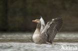 Grauwe Gans (Anser anser)