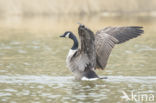 Canada Goose (Branta canadensis)