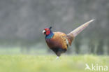 Ring-necked Pheasant (Phasianus colchicus)