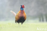 Ring-necked Pheasant (Phasianus colchicus)