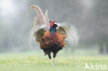 Ring-necked Pheasant (Phasianus colchicus)