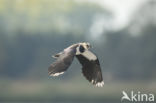 Lapwing (Vanellus vanellus)