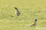 Eurasian Green Woodpecker (Picus viridis)