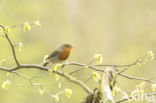 European Robin (Erithacus rubecula)