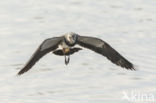 Lapwing (Vanellus vanellus)