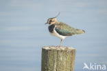 Lapwing (Vanellus vanellus)