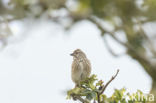 Rietgors (Emberiza schoeniclus)