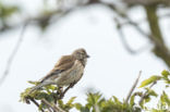 Rietgors (Emberiza schoeniclus)