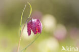 Wilde kievitsbloem (Fritillaria meleagris)