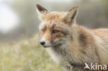 Vos (Vulpes vulpes)