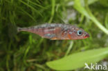 Three-spined stickleback (Gasterosteus aculeatus aculeatus)