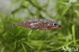 Three-spined stickleback (Gasterosteus aculeatus aculeatus)