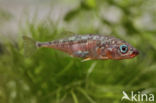 Three-spined stickleback (Gasterosteus aculeatus aculeatus)