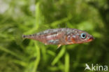 Three-spined stickleback (Gasterosteus aculeatus aculeatus)