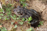 Common Spadefoot Toad (Pelobates fuscus)