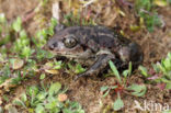 Common Spadefoot Toad (Pelobates fuscus)