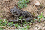 Knoflookpad (Pelobates fuscus)