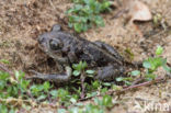 Common Spadefoot Toad (Pelobates fuscus)