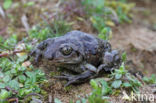 Common Spadefoot Toad (Pelobates fuscus)