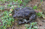 Common Spadefoot Toad (Pelobates fuscus)