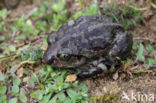 Common Spadefoot Toad (Pelobates fuscus)