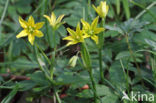 Belgian Gagea (Gagea spathacea)