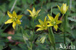 Schedegeelster (Gagea spathacea)