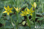 Schedegeelster (Gagea spathacea)