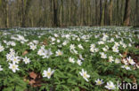 Bosanemoon (Anemone nemorosa)