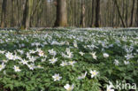 Bosanemoon (Anemone nemorosa)